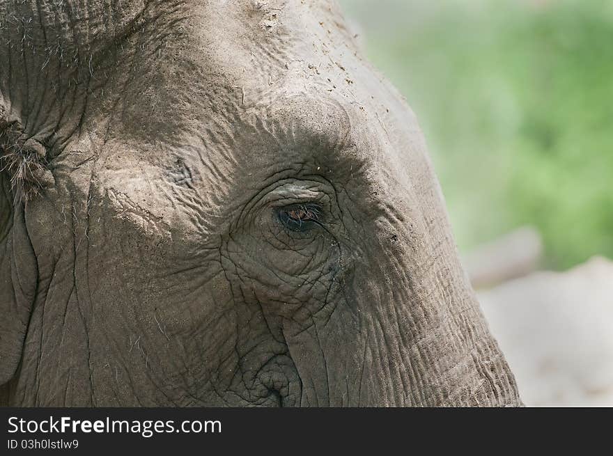 Close-up of the head of a elelphant. Close-up of the head of a elelphant