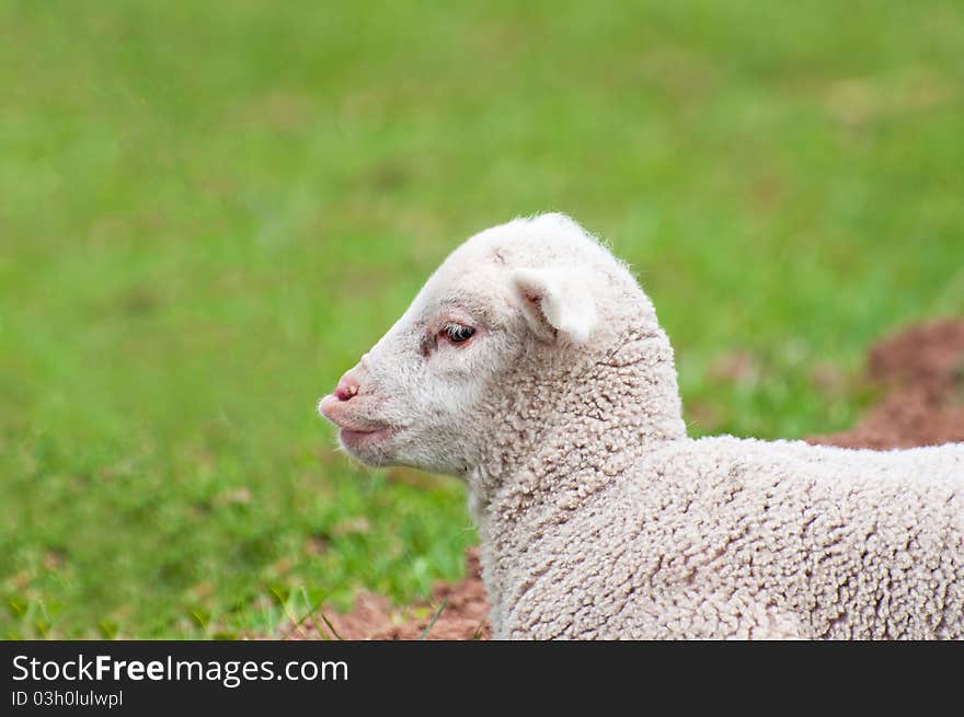 A toy-like lamb, only five days old. A toy-like lamb, only five days old.