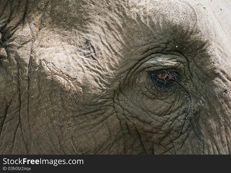 Close-up of the head of a elelphant. Close-up of the head of a elelphant