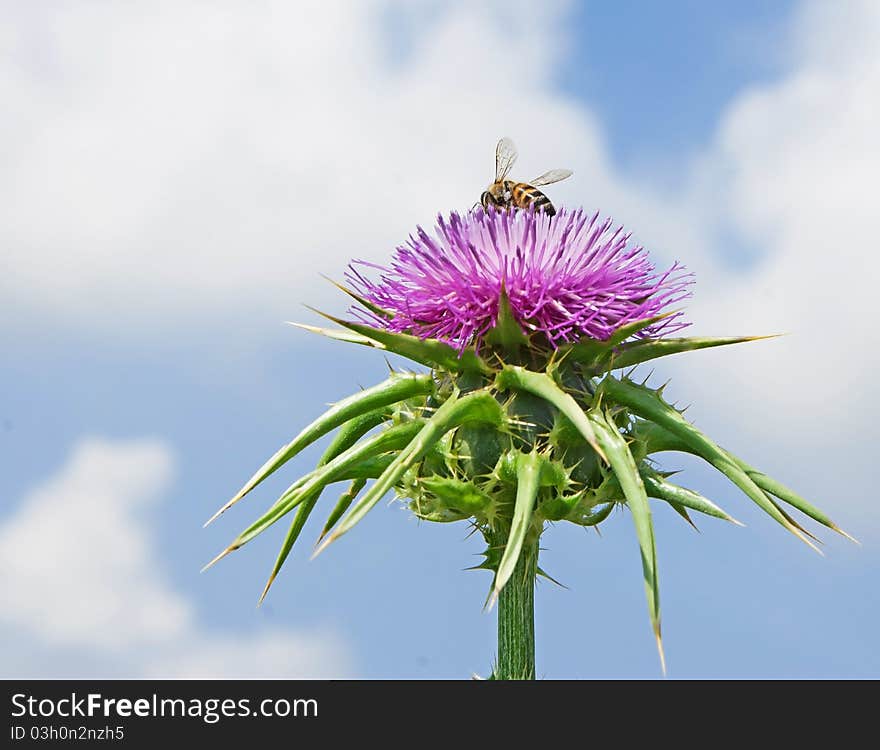 Flowering Spear Thistle (Cirsium vulgare)