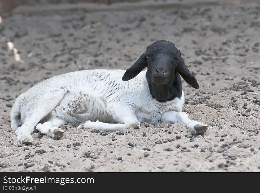 Black Head Sheep