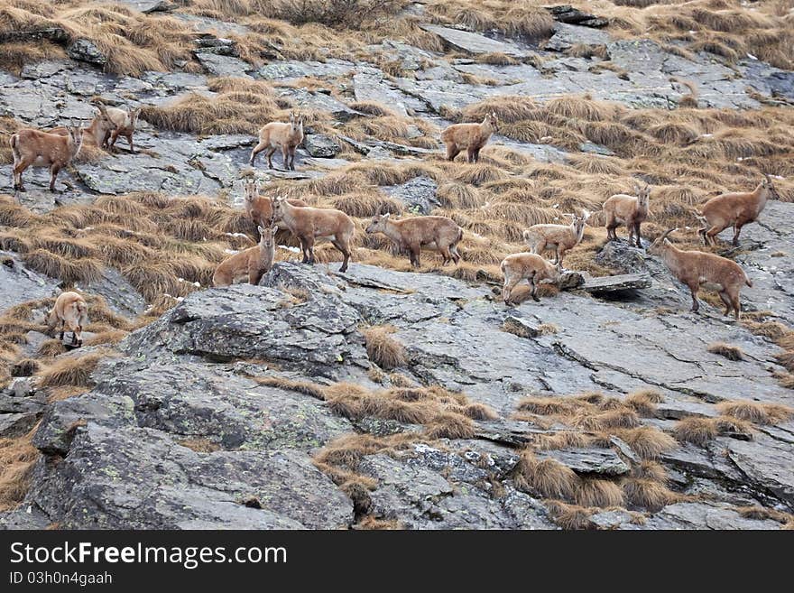 Ibex at 2651 meters on the sea-level. Gavia Pass, Brixia province, Lombardy region, Italy