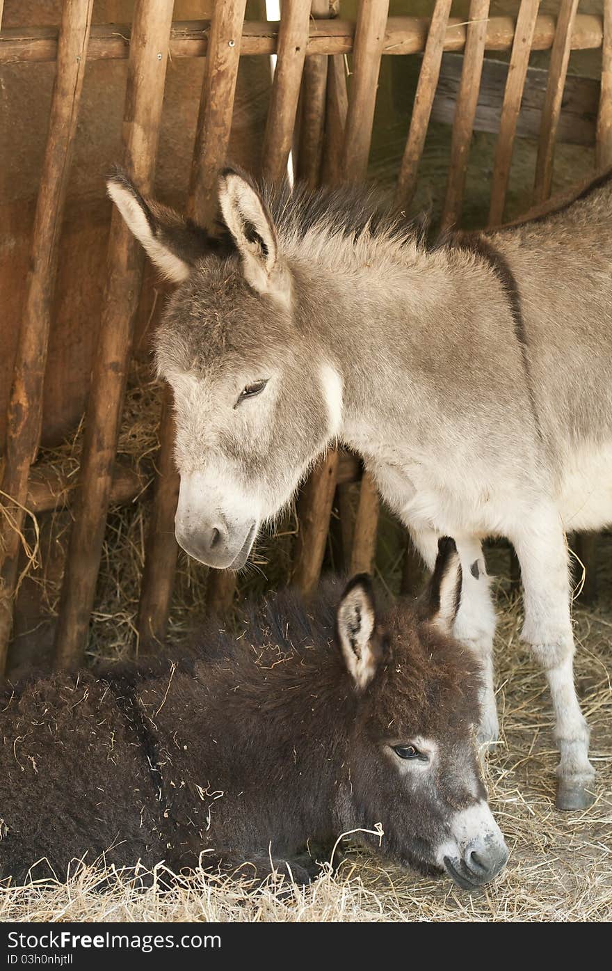 Mpther donkey is waking over her baby. Mpther donkey is waking over her baby