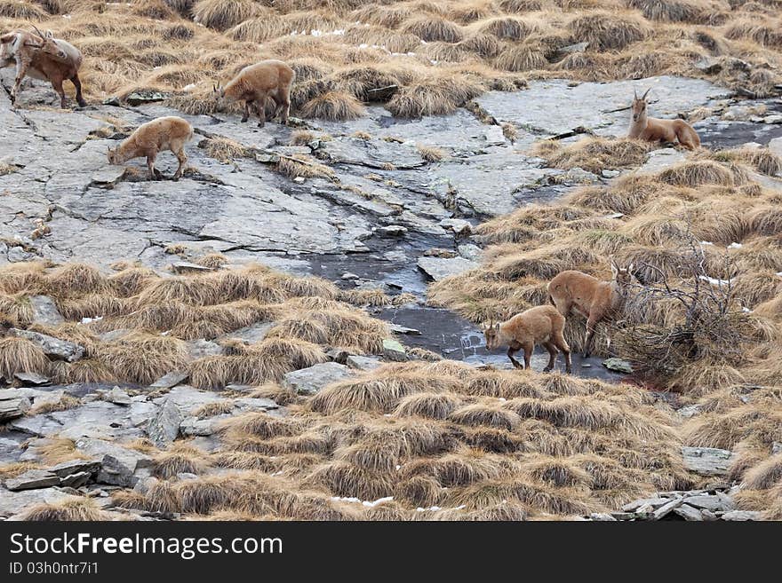 Ibex at 2651 meters on the sea-level. Gavia Pass, Brixia province, Lombardy region, Italy