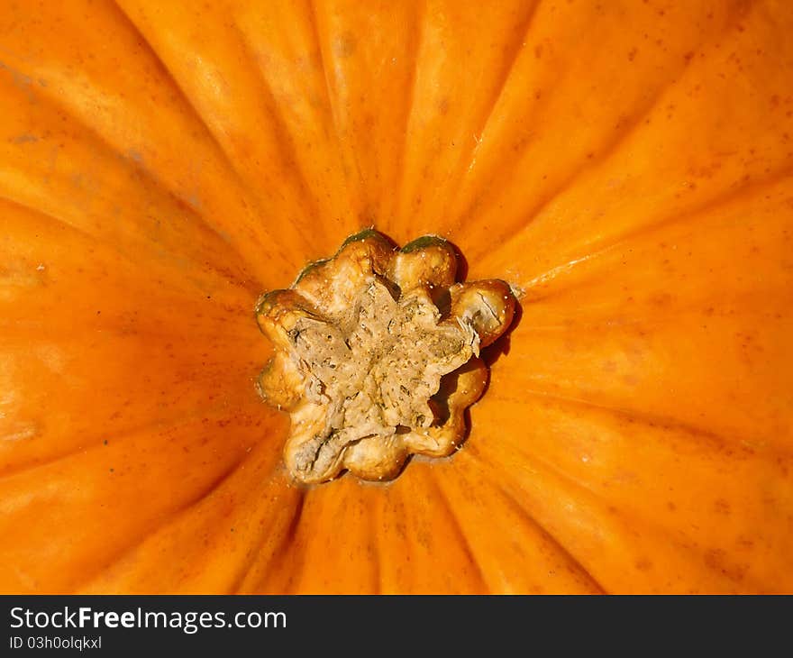 Colorful Pumpkins