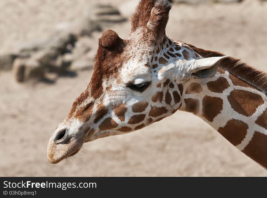 Closeup of a head of a giraffe