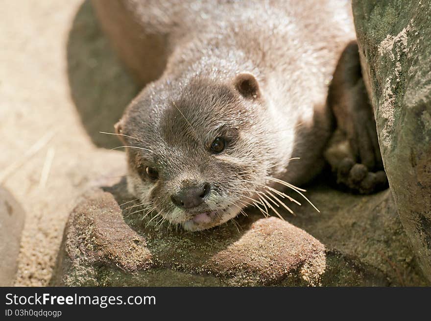 Otter