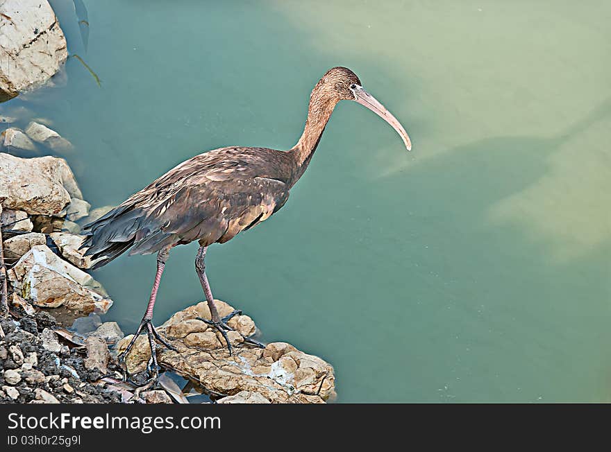 Close up of glossy ibis