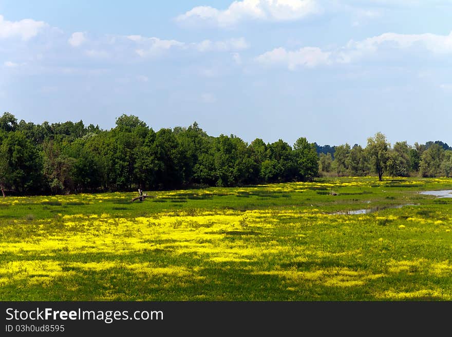 Sunny Swamp in Kupinovo,Serbia. Sunny Swamp in Kupinovo,Serbia