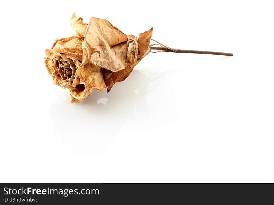 Desiccated red rose flower, still life. Desiccated red rose flower, still life