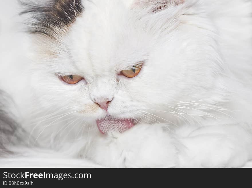 White cat licking its paw with its red tongue