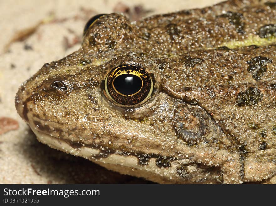 Head of a frog close up (macro)