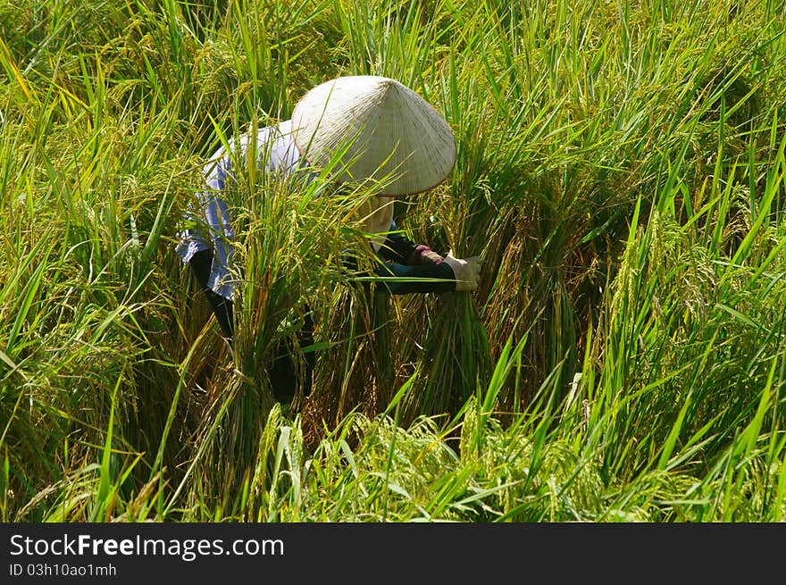 The storm blew the rice and lay the ears. The woman straightens the ears and tie several together so they are not lost. The storm blew the rice and lay the ears. The woman straightens the ears and tie several together so they are not lost.