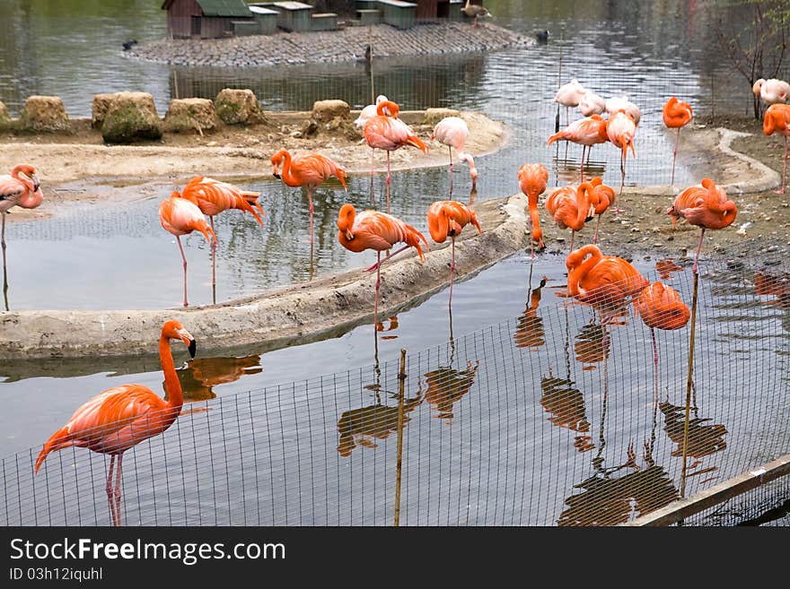 Flamingo