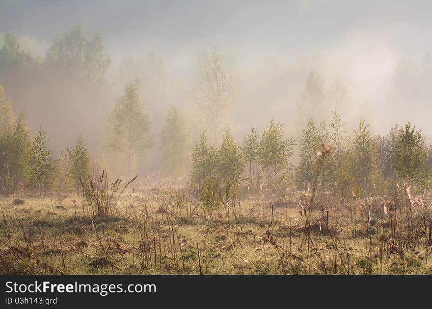 Mystery forest in morning fog