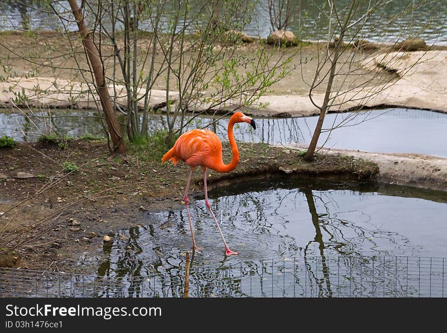 Flamingo