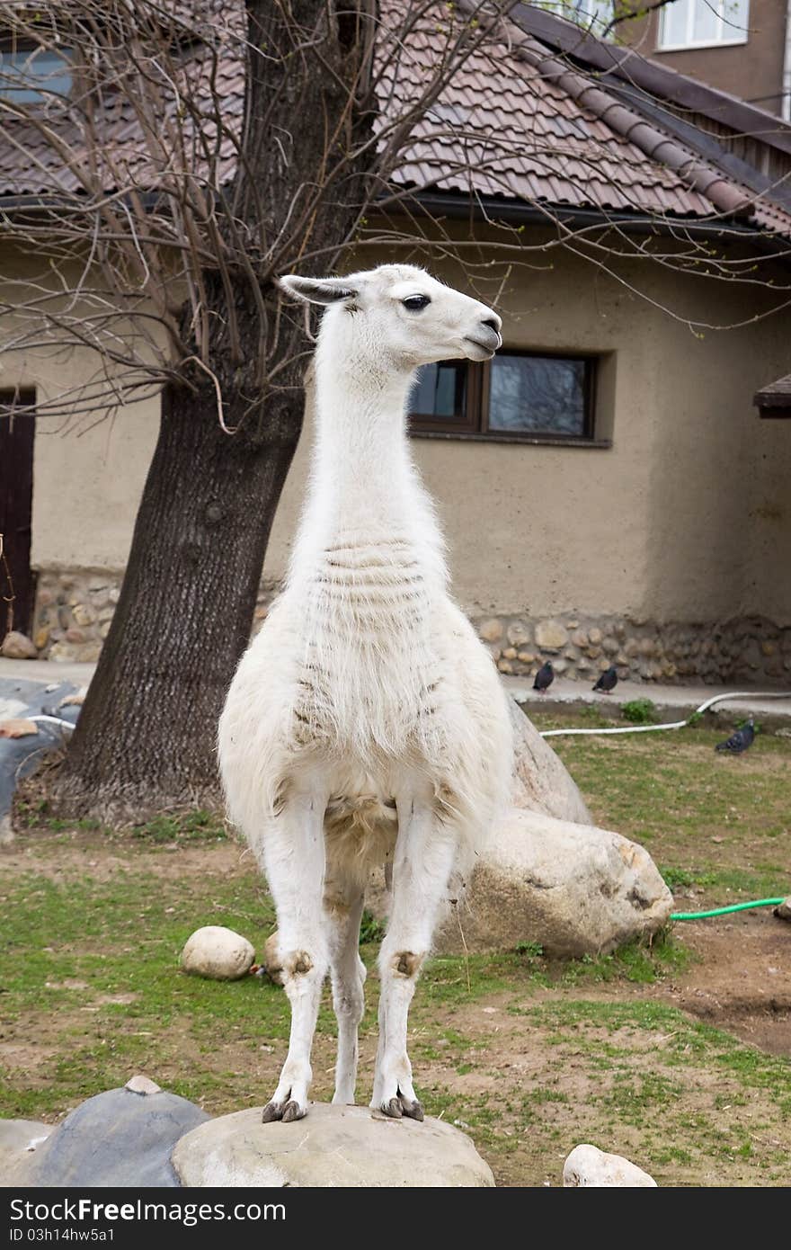 White guanaco