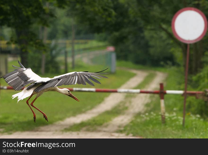 Landing bird, stork