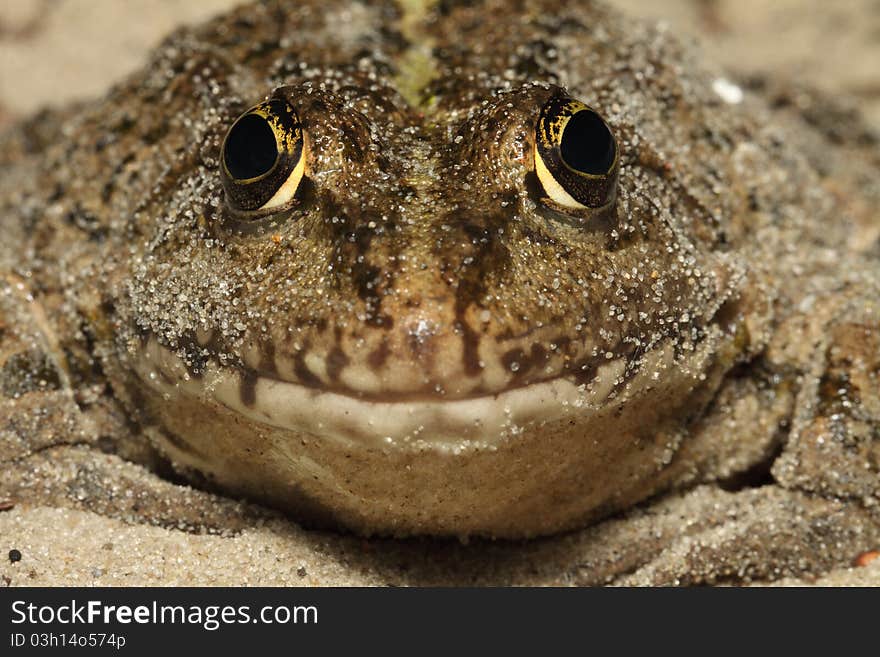 Frog close up (макро), the front view