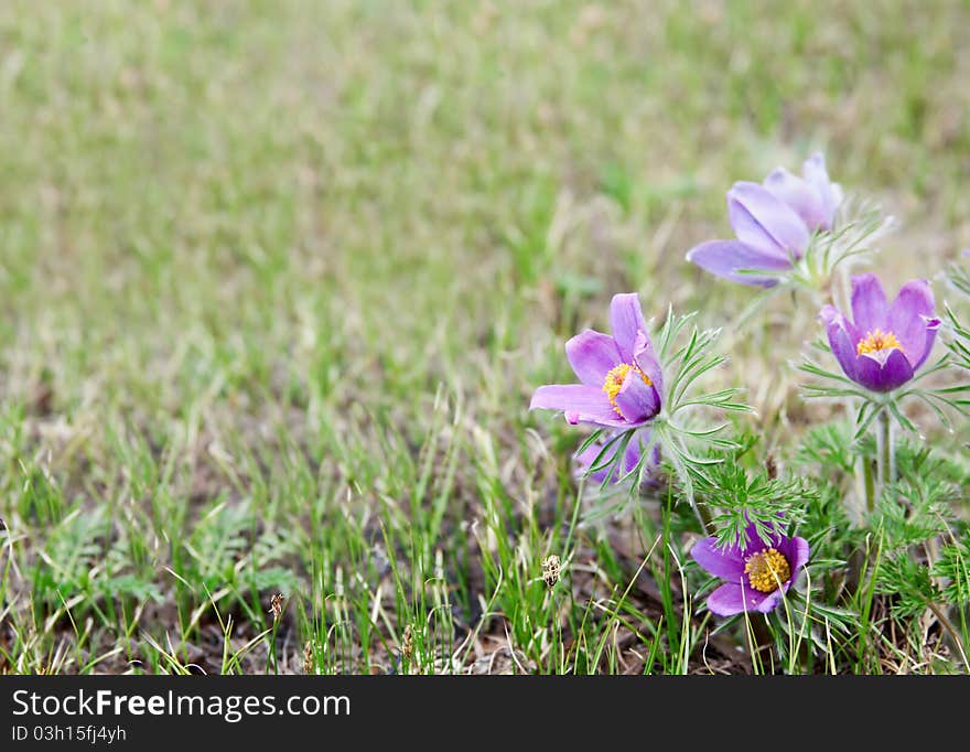 Purple snowdrops crocus flowers. Transbaikalia, Russia