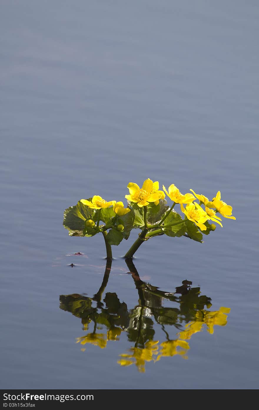 Flower Water Lake