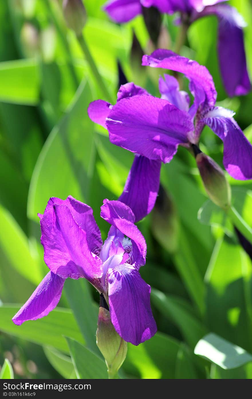 Flowers  Petals   Blue Grass