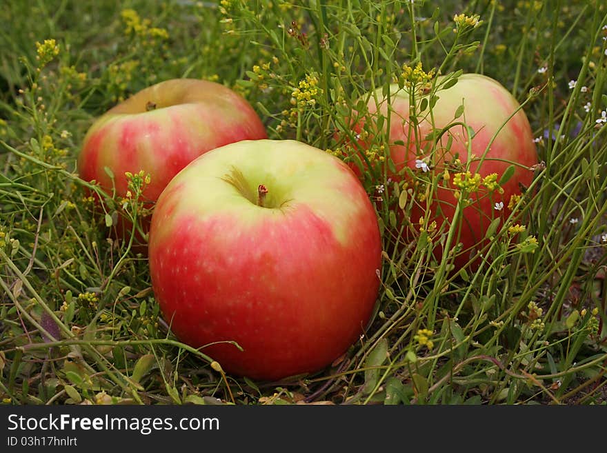 Apples in a grass in summer day