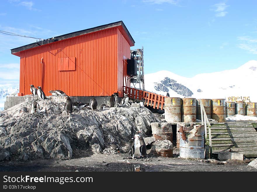 Adelie penguins in front of orange barrack. Adelie penguins in front of orange barrack