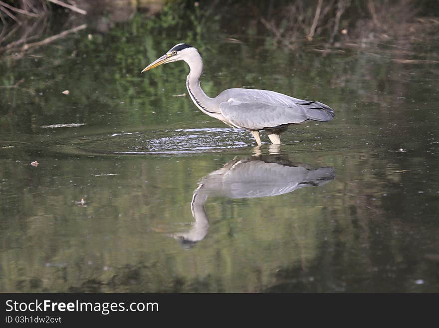 Grey heron looking for a fish on a river