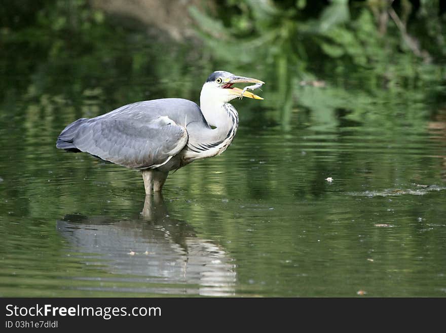 Grey heron looking for a fish on a river. Grey heron looking for a fish on a river