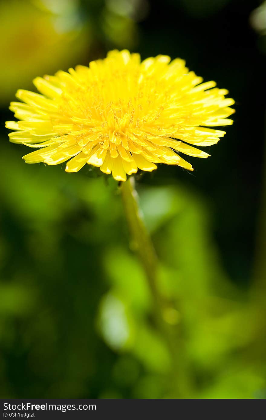 Yellow dandelion in a meadow