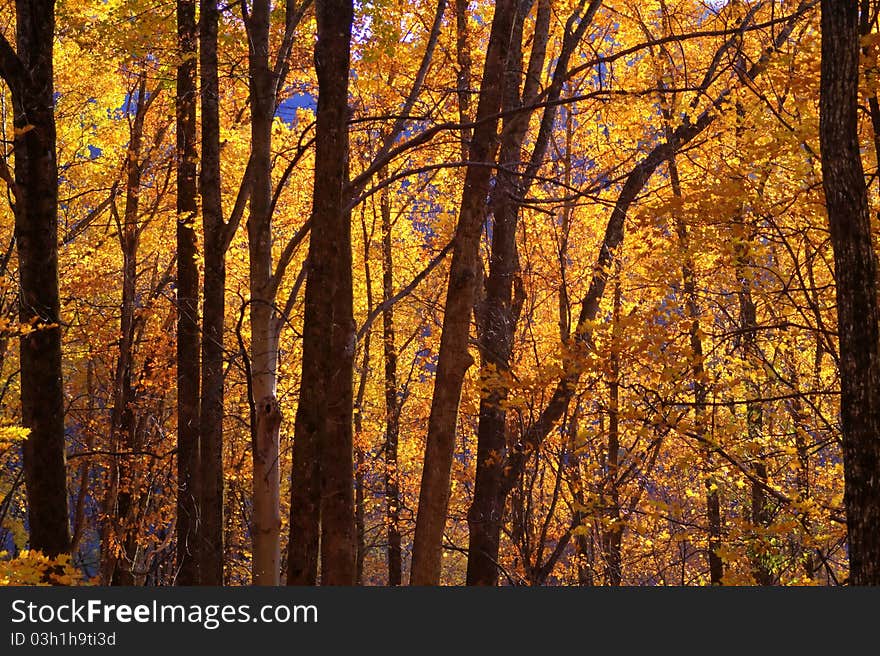 A forest colored with orange leaves. A forest colored with orange leaves.