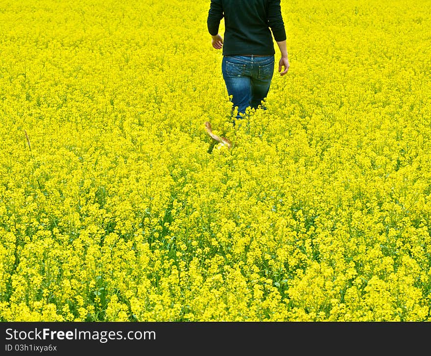 Female is walking in the field of yellow flowers with a dog. Female is walking in the field of yellow flowers with a dog