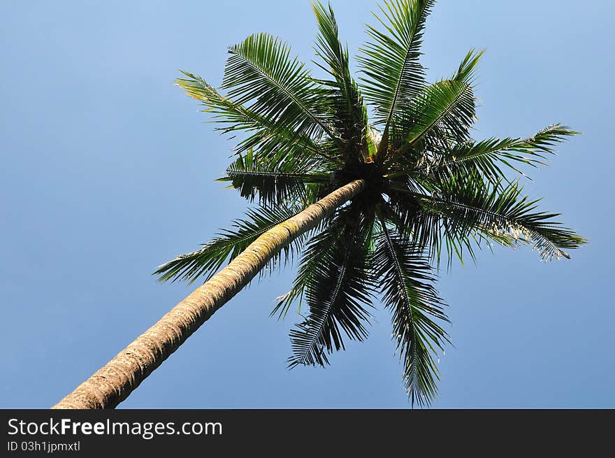 Single tall coconut tree from tropical island singapore.