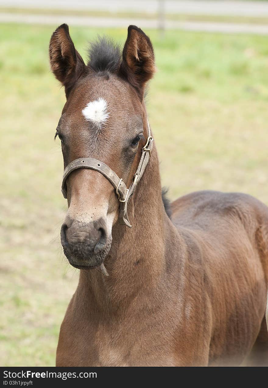 Newborn foal in a meadow on a farm in the Netherlands. Newborn foal in a meadow on a farm in the Netherlands