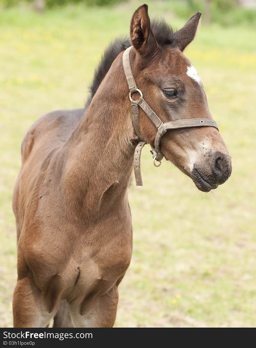 Adorable newborn brown foal