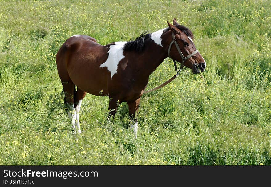 The Horse is eating to grass.