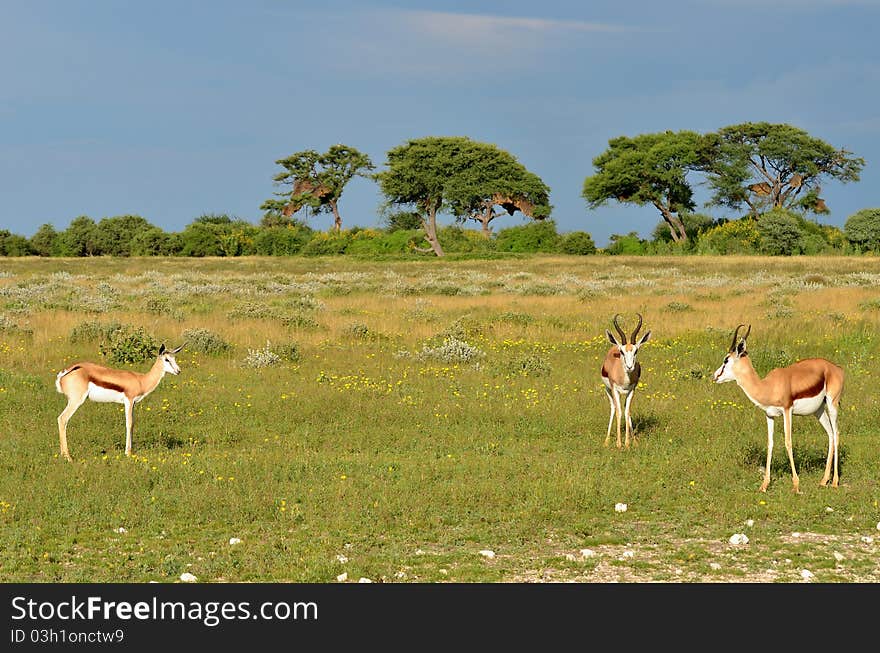 Savanna before sunset