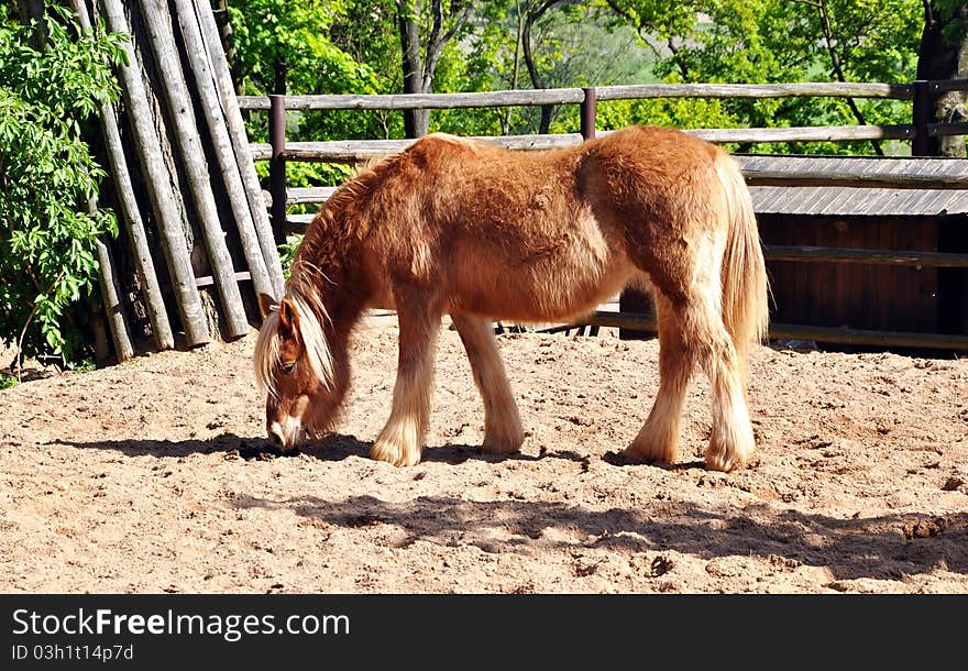 House Beautiful rare Przewalski horse. House Beautiful rare Przewalski horse