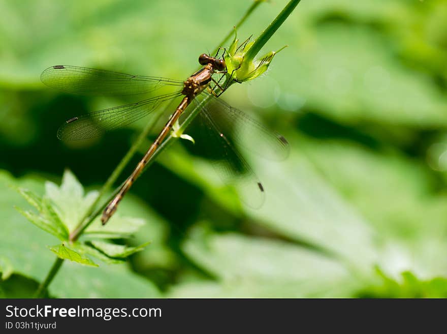 Dragonfly on green field a with shallow depth of focus. Dragonfly on green field a with shallow depth of focus