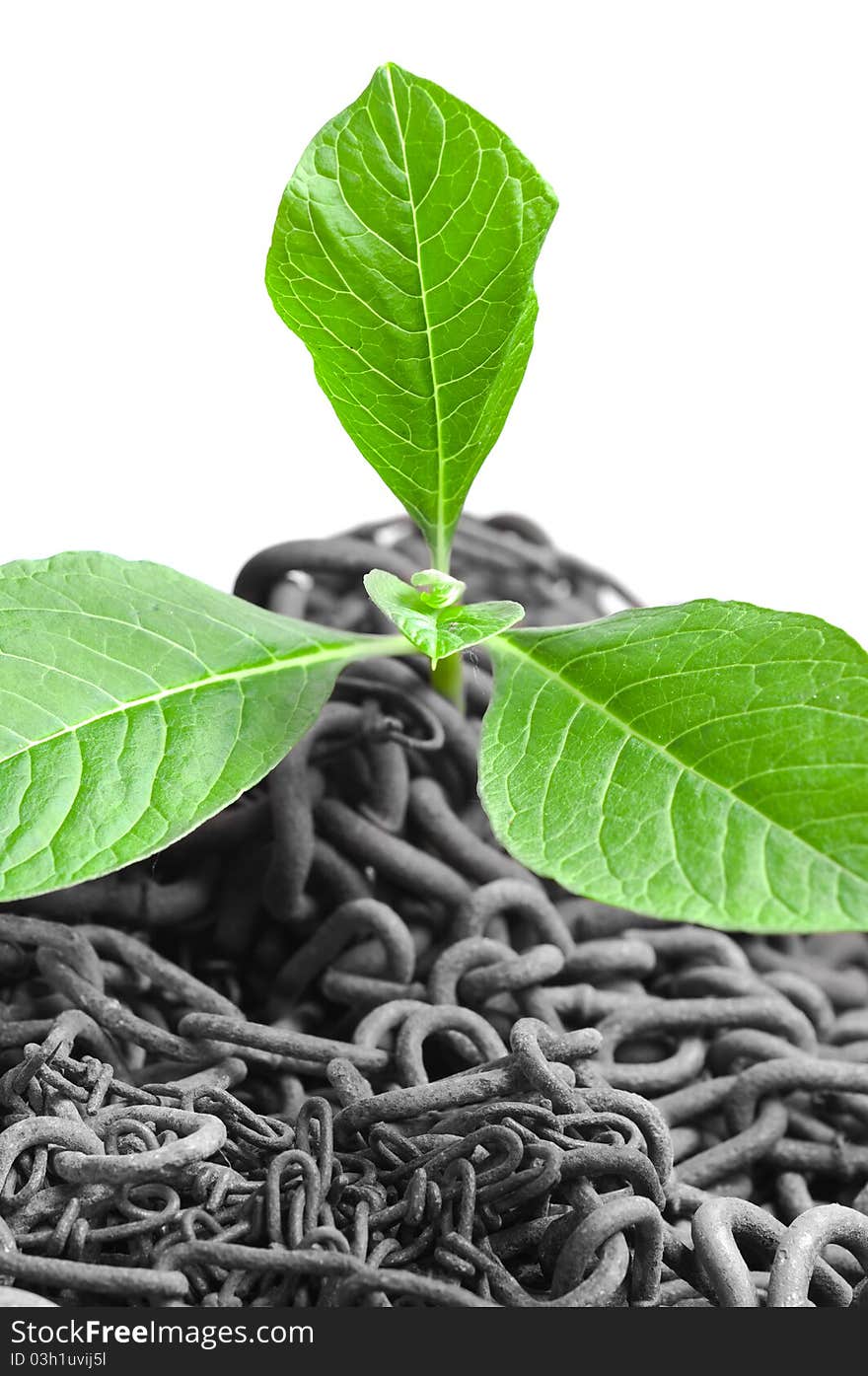 Green plant growing from abandoned chains