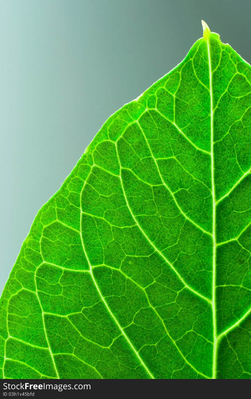 Vibrant green texture of a leaf. Vibrant green texture of a leaf