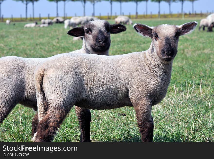 Two lambs