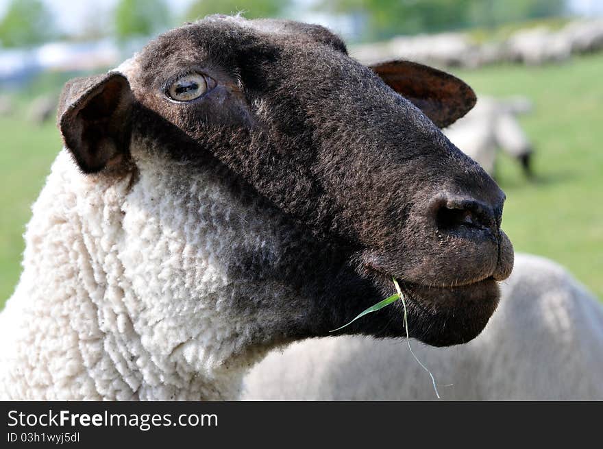 Sheep close up