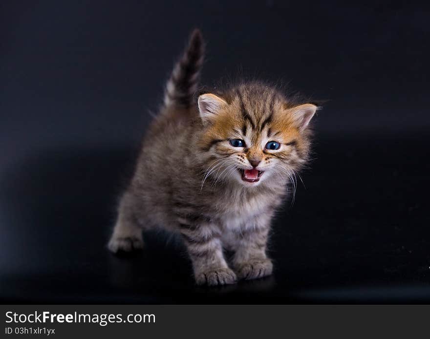 Meowing siberian kitten on the black background