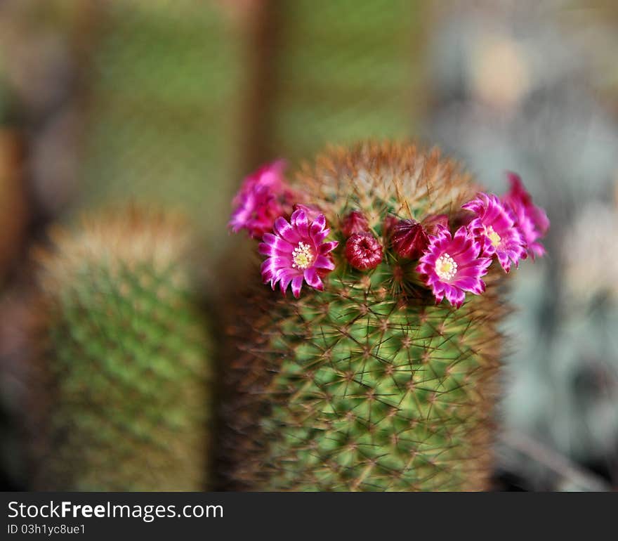 A cactus with pink flowers. A cactus with pink flowers