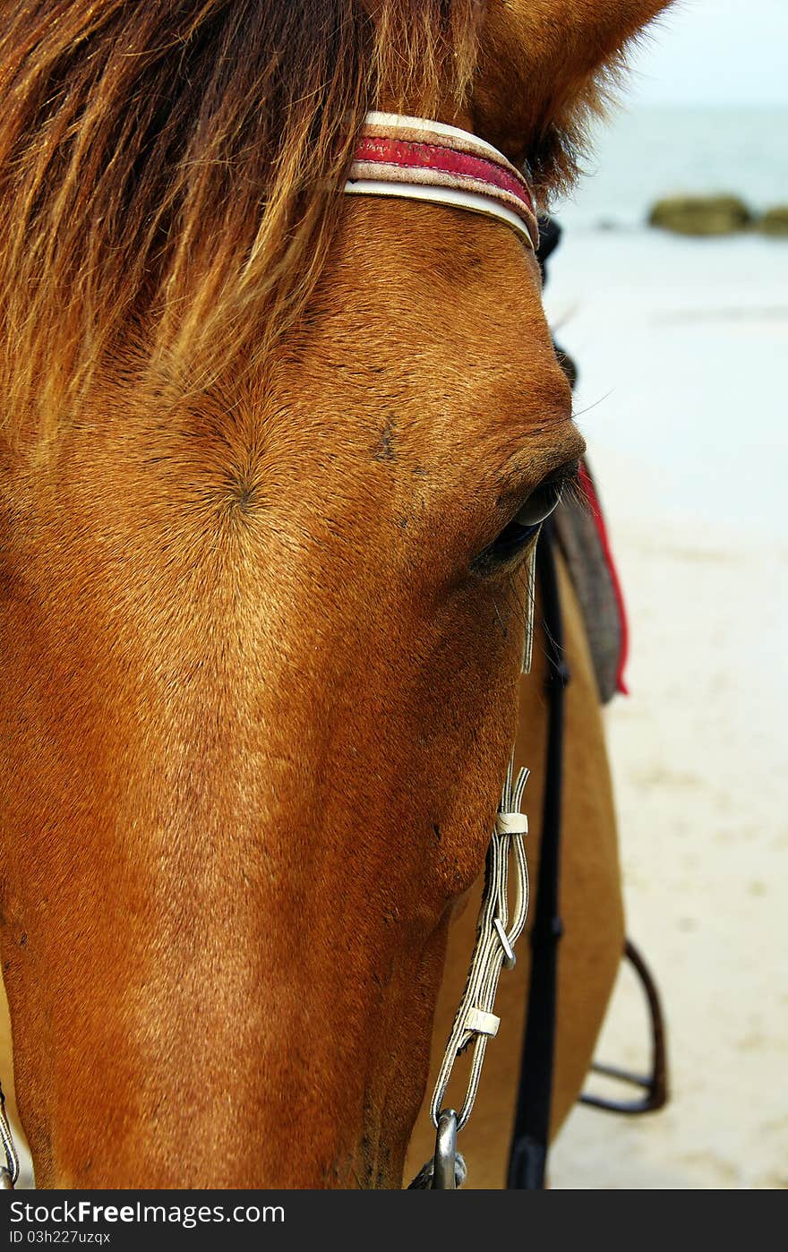 A Horse On The Beach