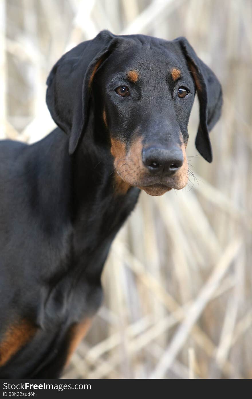 Dreaming Doberman puppy