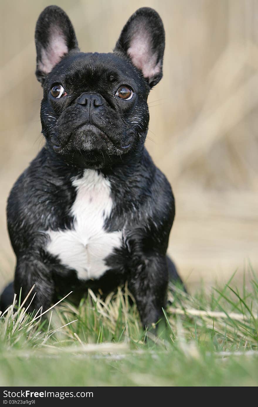 Portrait of a young brown sitting French bulldog looking like an easter bunny. Portrait of a young brown sitting French bulldog looking like an easter bunny