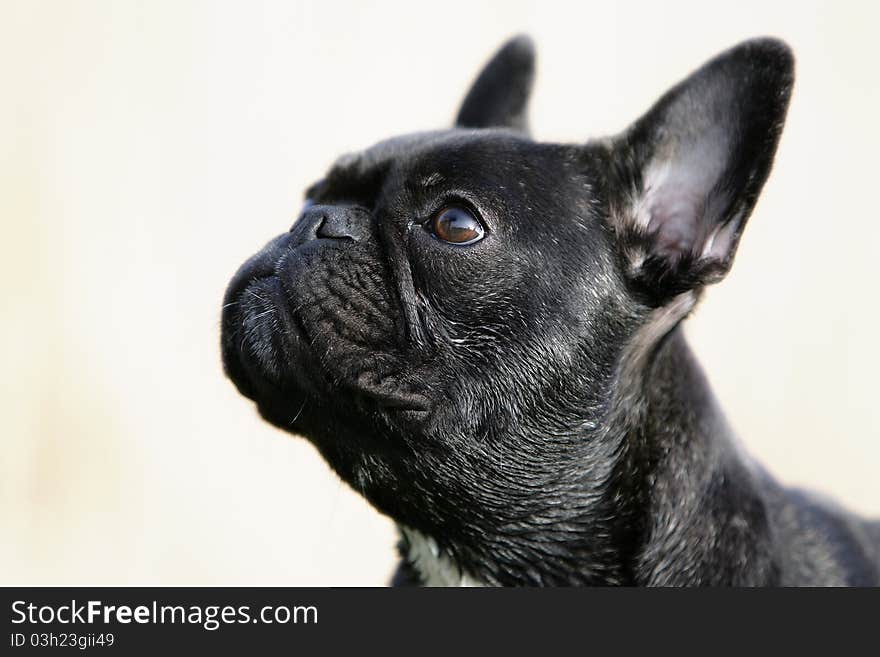 Portrait of the head of a brown French bulldog looking curiously